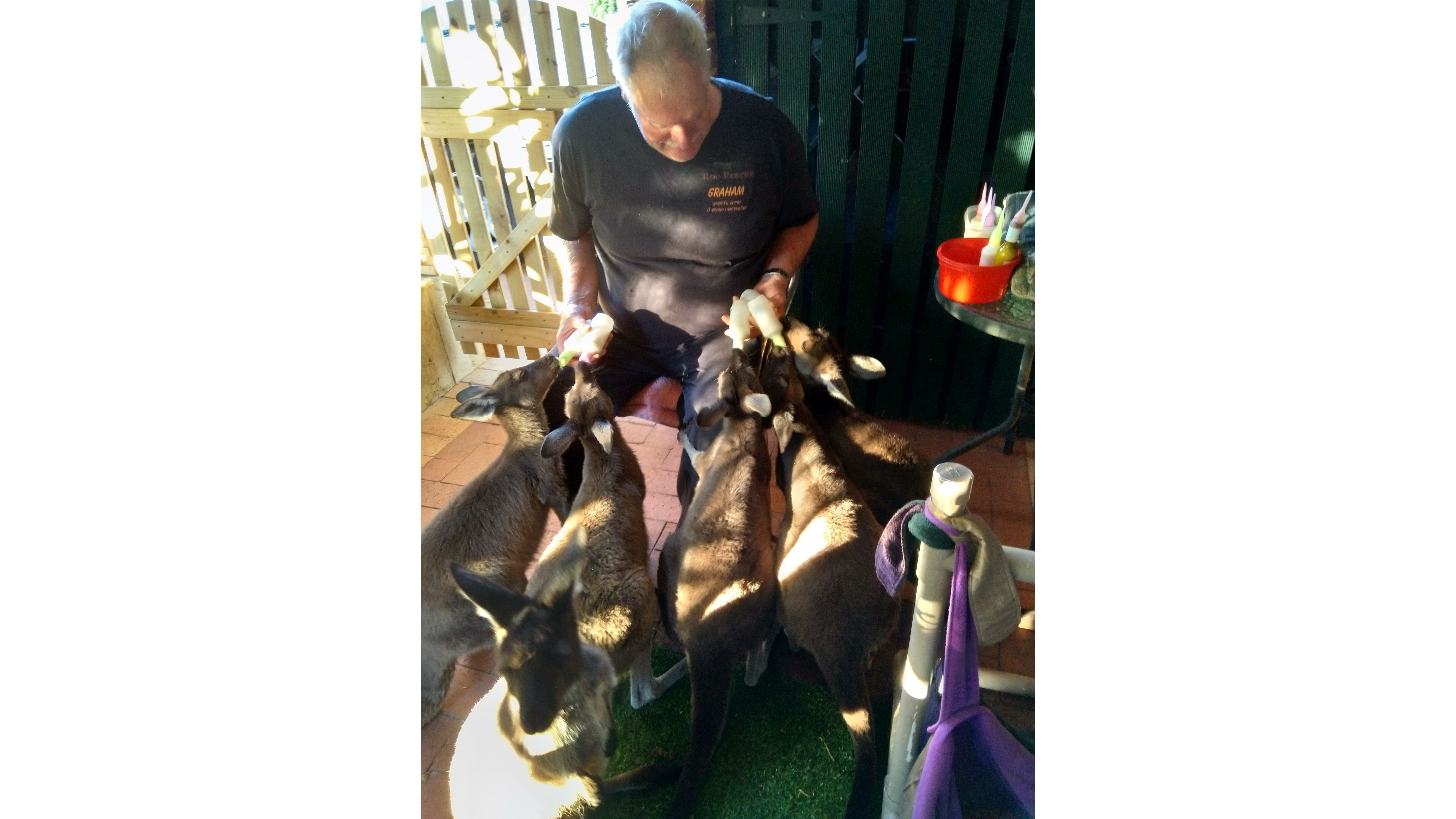 Joey Roo Rescue Roo Rescue WA
