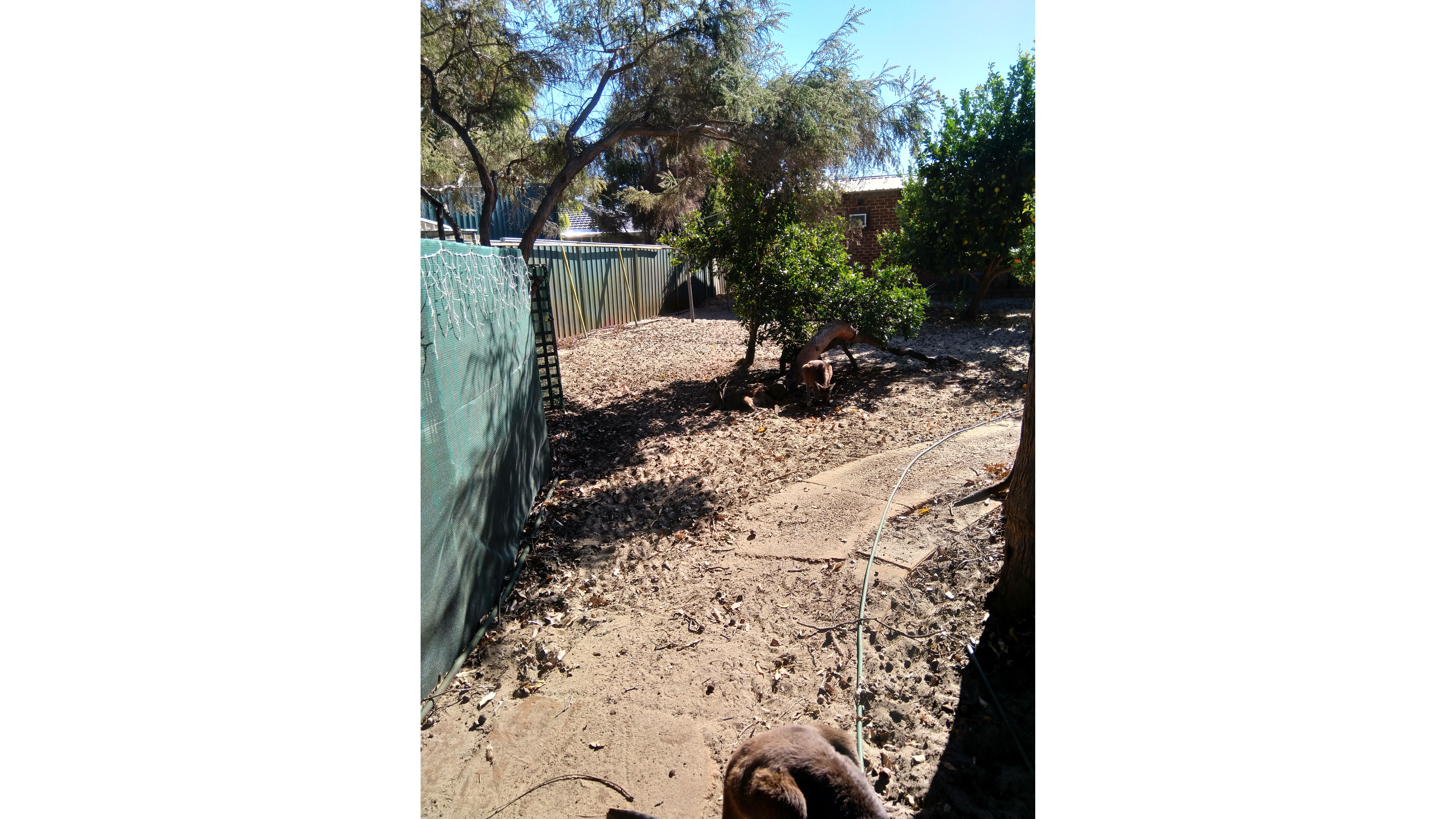Joey Roo Rescue Roo Rescue WA