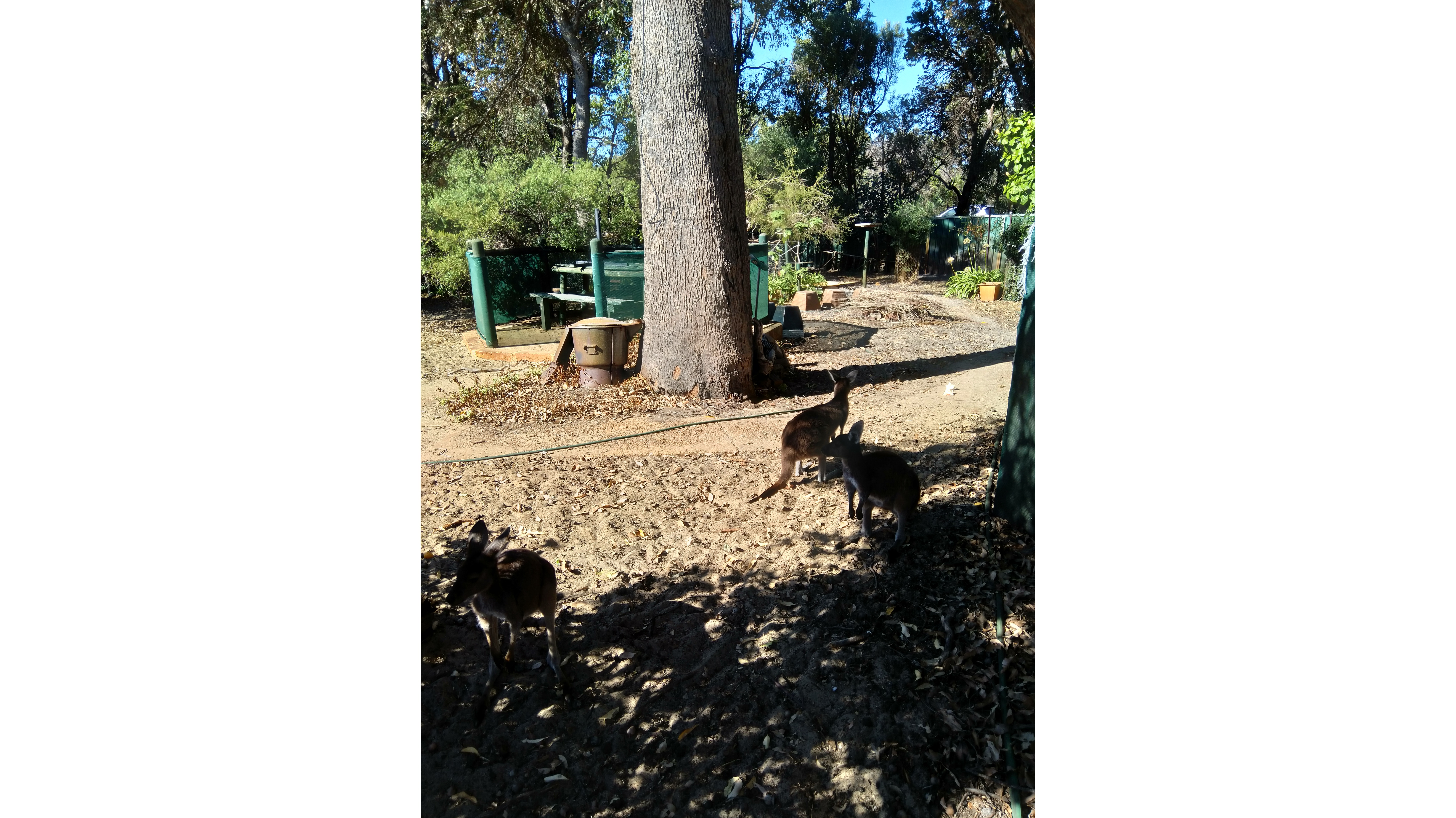 Joey Roo Rescue Roo Rescue WA